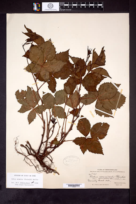 Image of Rubus armatus