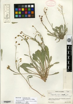 Image of Physaria arctica