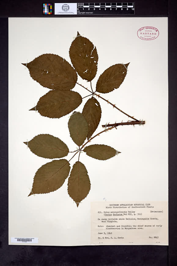 Rubus monongaliensis image