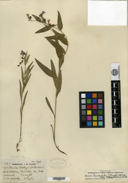 Image of Mertensia clokeyi