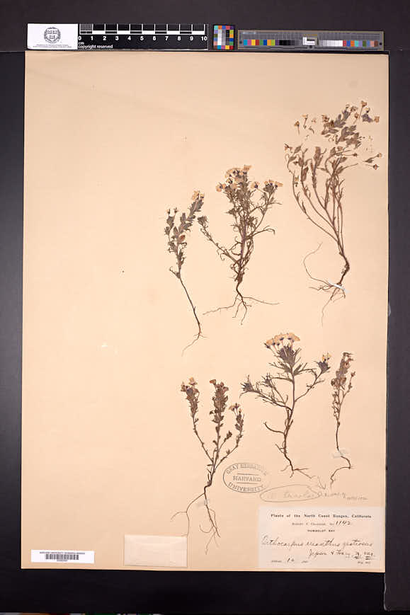 Orthocarpus erianthus var. gratiosus image