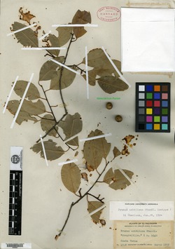 Prunus axitliana image