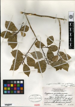 Capparis yucatanensis image