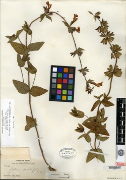 Salvia sessilifolia image