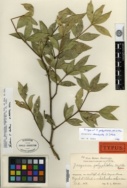 Image of Jacquinia aculeata
