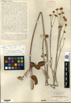 Image of Eriogonum capitatum