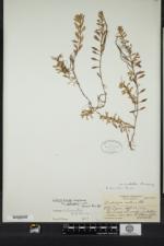 Ludwigia lacustris image