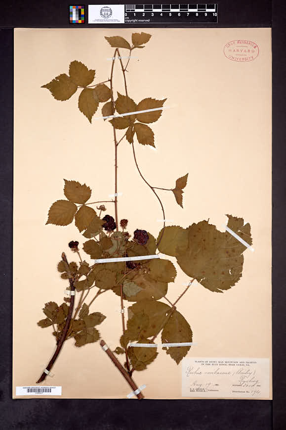 Rubus boyntonii image