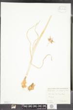 Allium cepa var. viviparum image