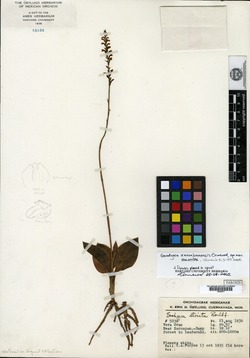 Image of Goodyera zacuapanensis