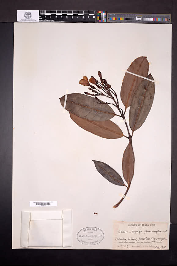 Allomarkgrafia plumeriiflora image