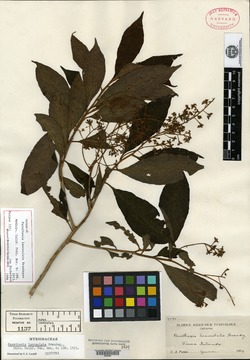 Parathesis lanceolata image