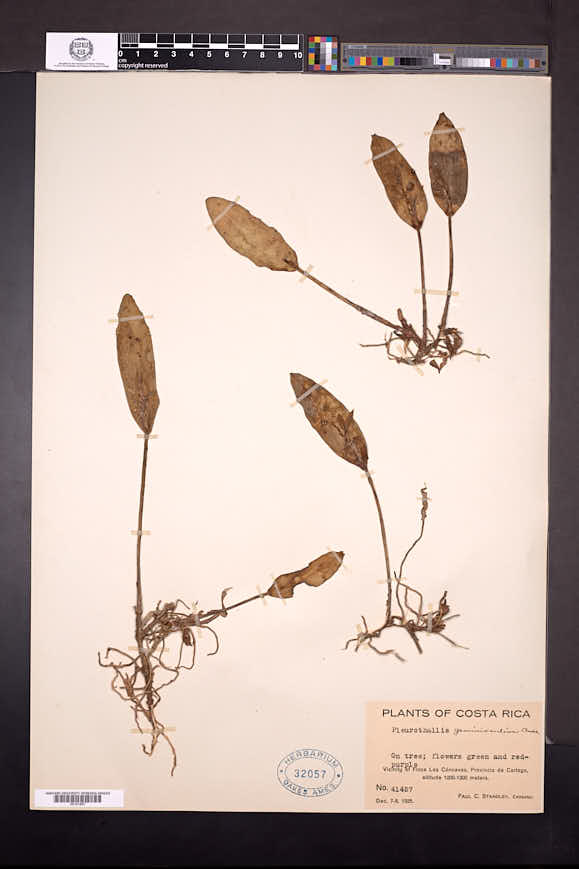 Acianthera geminicaulina image