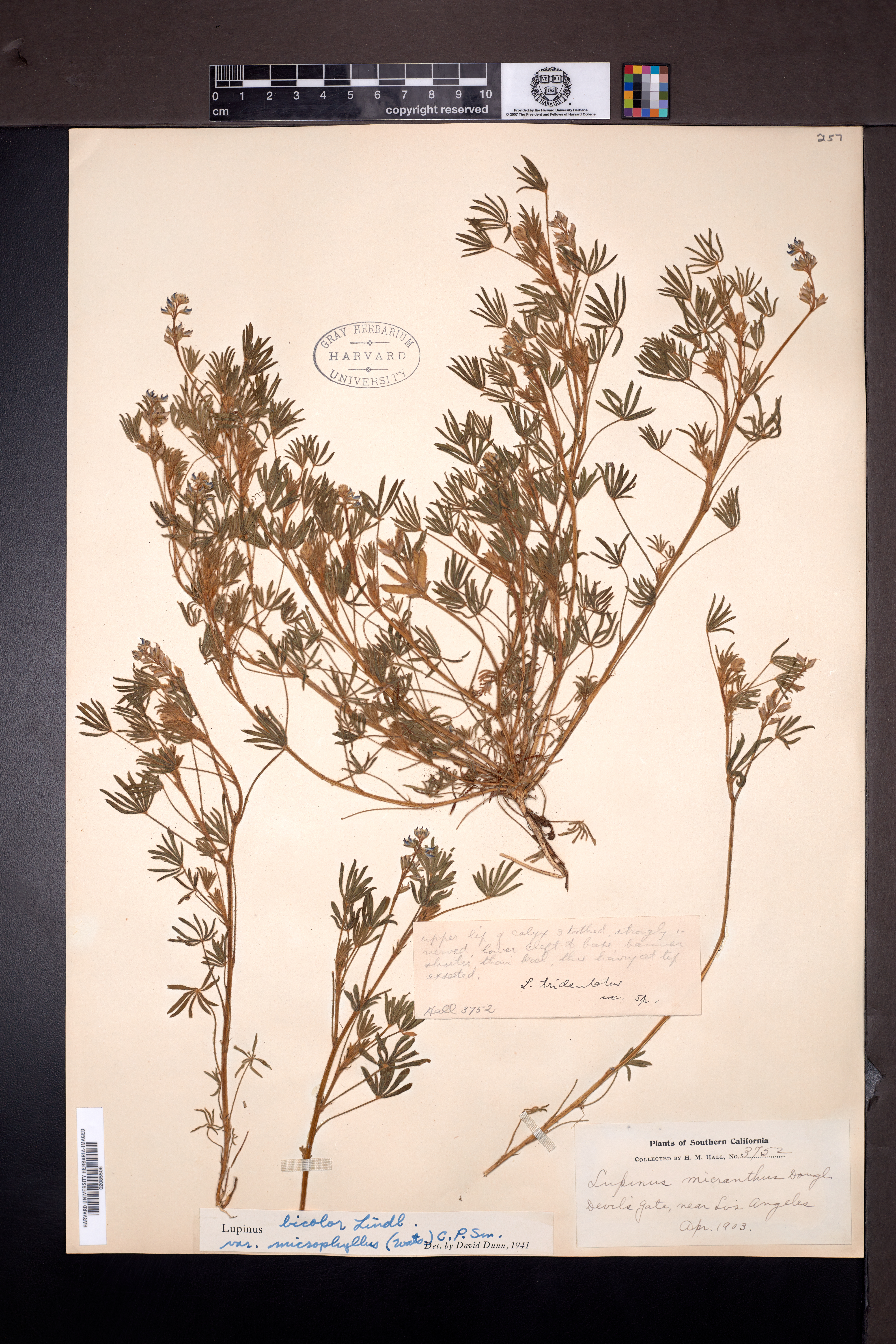 Lupinus bicolor subsp. microphyllus image