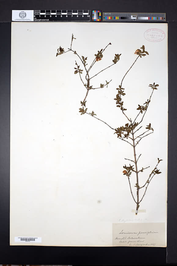 Lonicera angustifolia var. myrtillus image