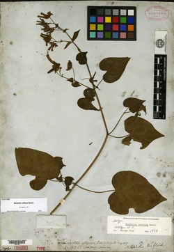 Image of Mirabilis triflora