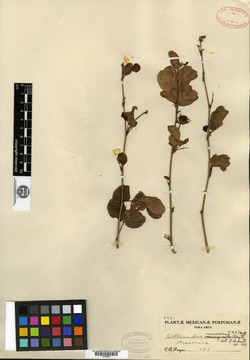 Image of Anneslia leucotricha