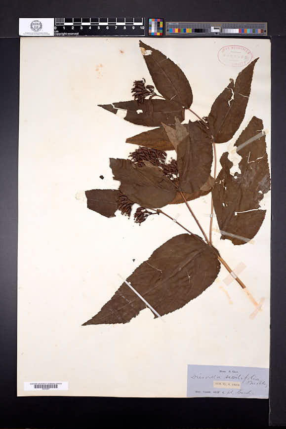 Diervilla sessilifolia image