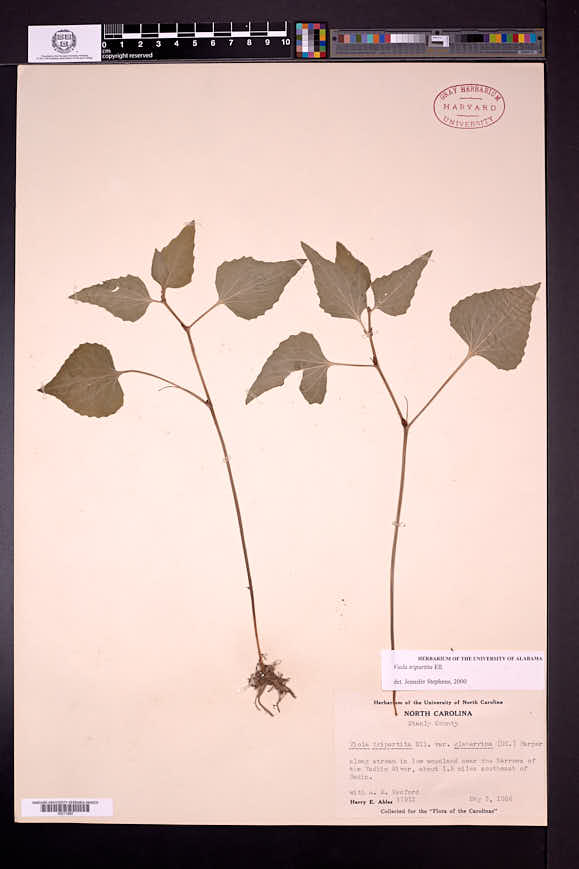 Viola tripartita image