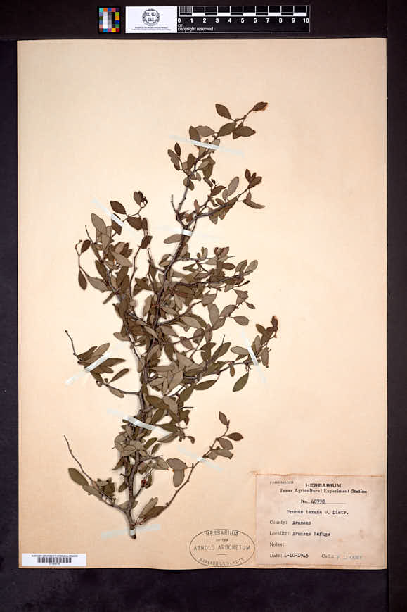 Prunus texana image