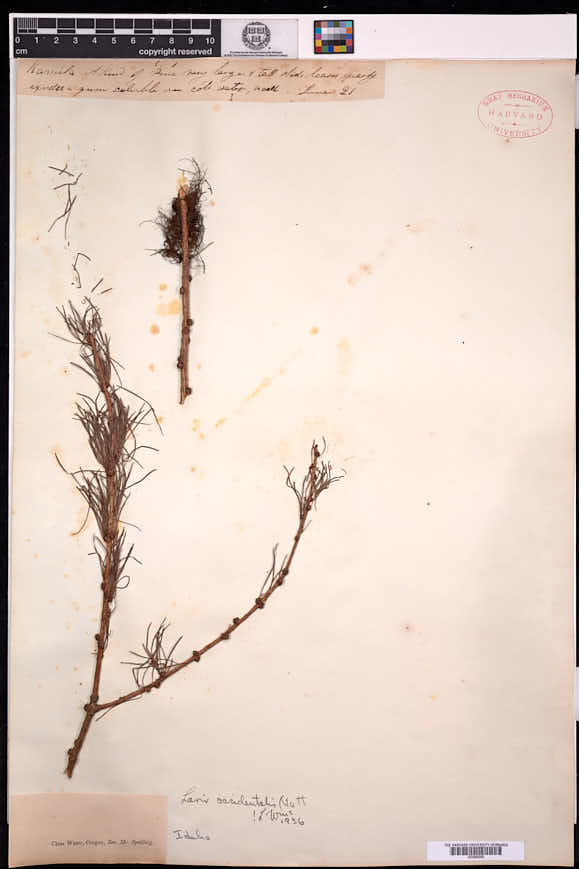 Larix occidentalis image