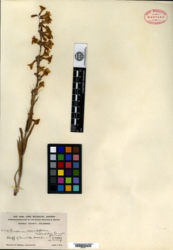 Penstemon secundiflorus subsp. lavendulus image