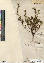 Image of Lithospermum obtusifolium