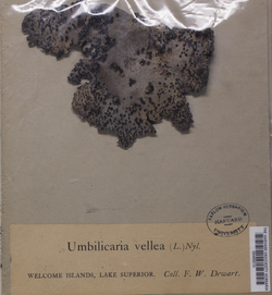 Umbilicaria vellea image