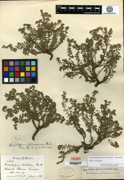Image of Euploca foliosissima