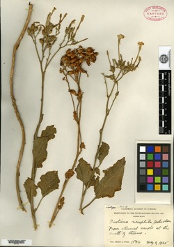 Image of Nicotiana nesophila