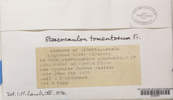 Stereocaulon tomentosum image