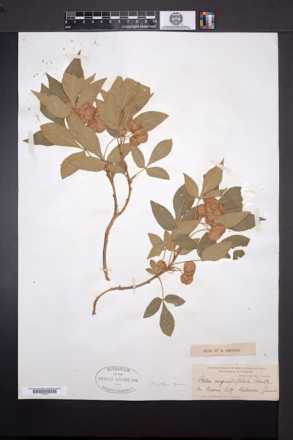 Ptelea trifoliata var. confinis image