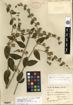 Lepidaploa vernicosa image