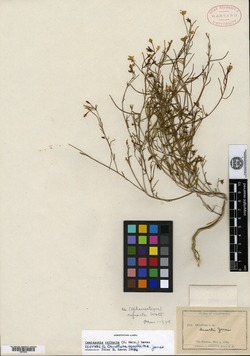 Image of Oenothera deserti