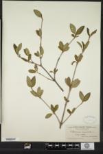 Viburnum cassinoides image