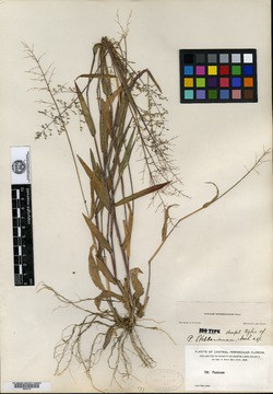 Image of Panicum webberianum