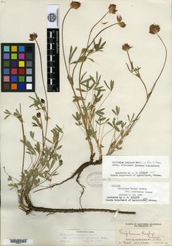 Image of Trifolium atrorubens
