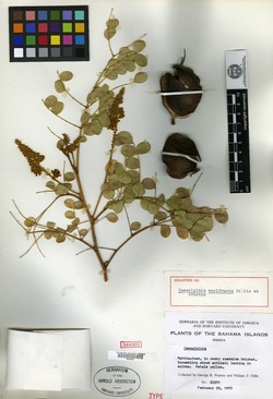 Image of Caesalpinia murifructa