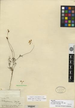 Image of Heterosperma xantii