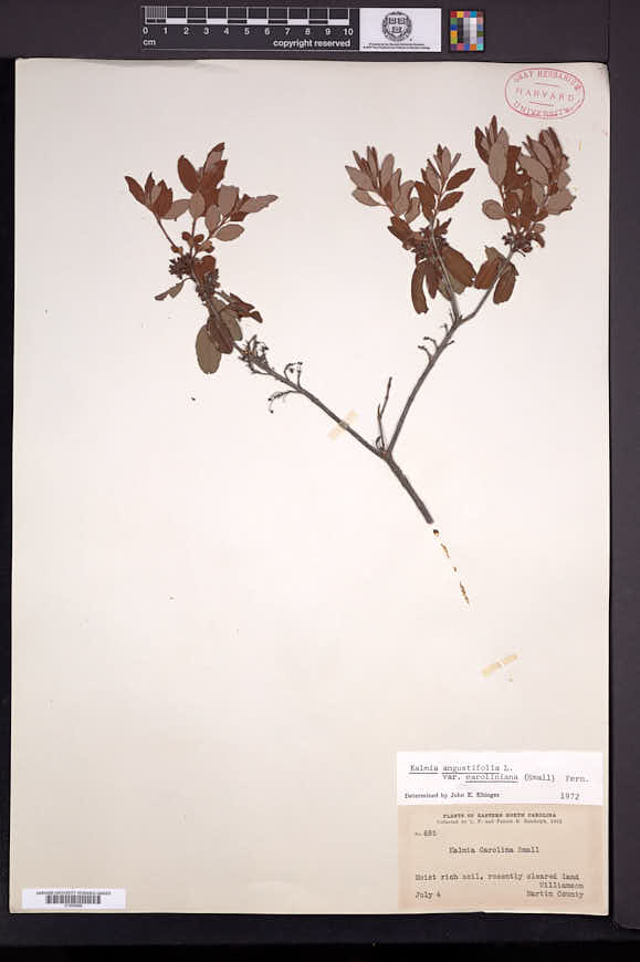 Kalmia angustifolia var. carolina image