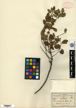 Image of Prunus microphylla
