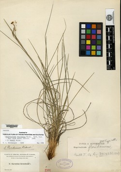 Sisyrinchium floridanum image