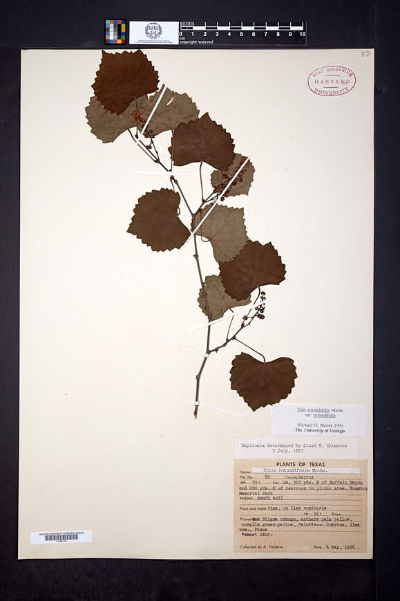 Vitis rotundifolia var. rotundifolia image