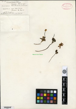 Image of Anemone californica