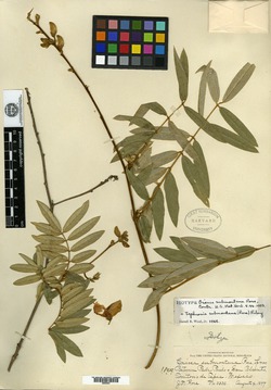 Image of Tephrosia submontana