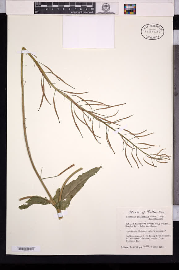 Image of Brassica pekinensis