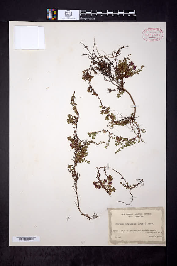 Thymus praecox subsp. polytrichus image