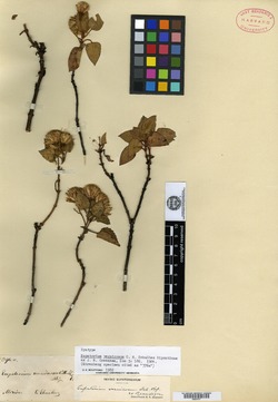 Image of Ageratina vernicosa