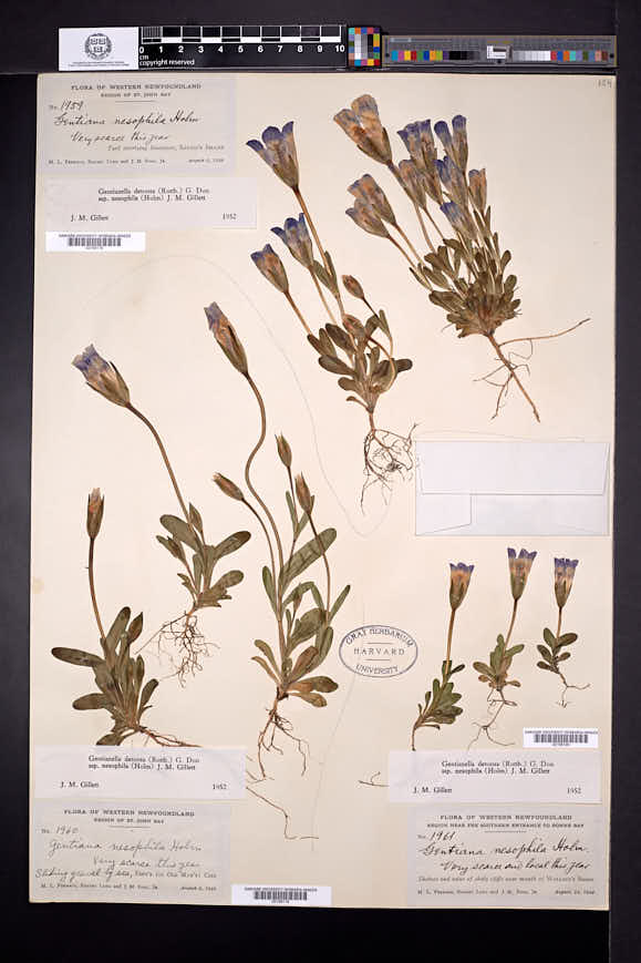 Gentianopsis nesophila image