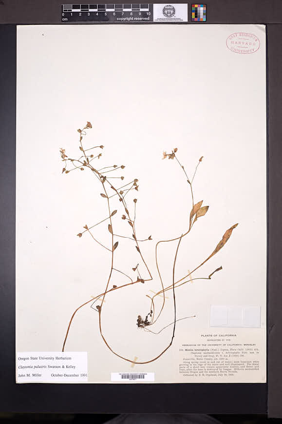 Claytonia palustris image